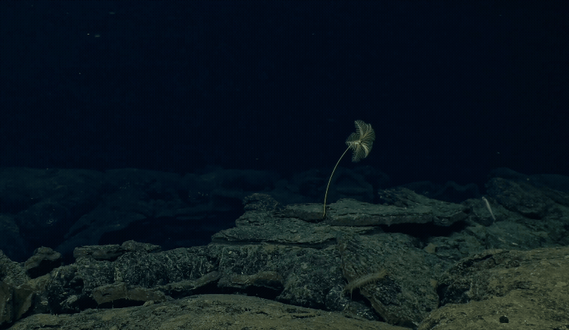Stalked crinoid swaying in the current. (C) Woods Hole Oceanographic Institution, National Deep Submergence Facility and National Science Foundation