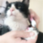 Thumbnail: nail clippers with a safety guard,  demonstrating nail trimming on a cat's paw.