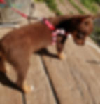 red and white dog harness shown on a dog
