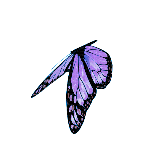 butterfly.gif