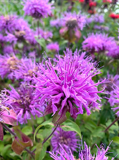 monarda bee balm pollinator landscape design