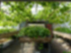 A_ Polytunnel 1 vers. 2 .jpg