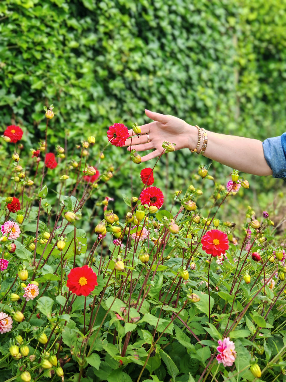 Hand touching flowers in YRS.jpg