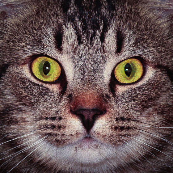 Hypnose - portrait animalier d'un chat - photographie  par photoArtStudio29