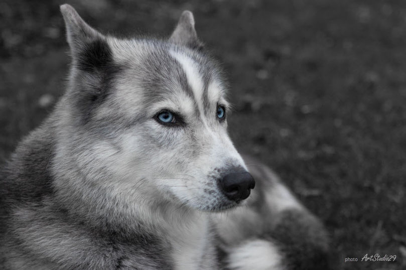 Photographie Portrait Animalier - Chien Husky - Photo ArtStudio29 - artiste photographe - Riv