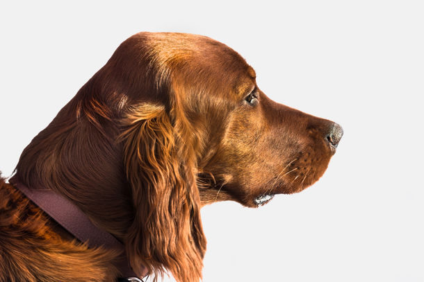 Portrait d'un chien Épagneul-allemand - par photographe PhotoArtStudio29, Rive-Sud et Montréal