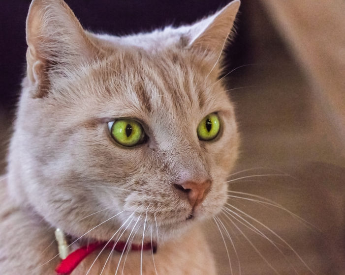 Caramel - portrait de chat par photoArtStudio29