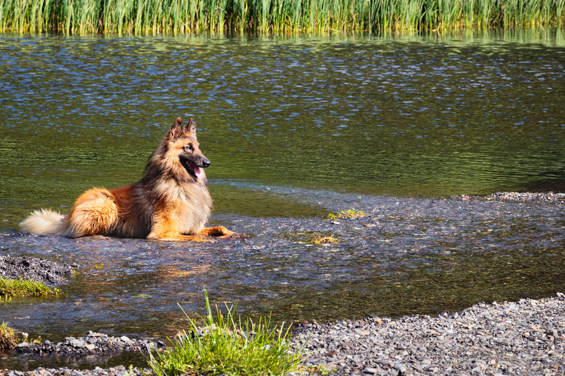 Portrait de chien - photographie animalière par photoArtStudio29 - photographe Rive-Sud de Montréal