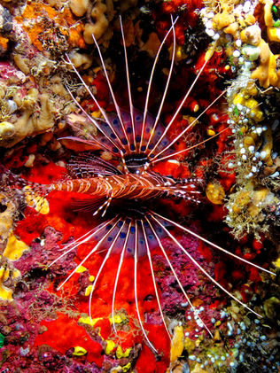 Ptéroïs à antennes
Spotfin Firefish