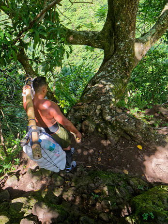 Un porteur d'orange dans la descente vers la vallée de la Punaruu.
