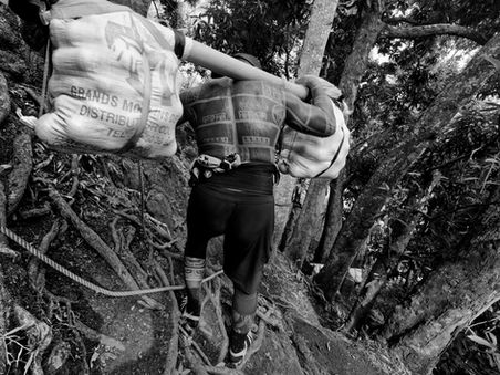 Homme au dos tatoué portant un bambou chargé de sacs d'oranges, descente en forêt vers la vallée de la Punaruu, noir et blanc, Tahiti