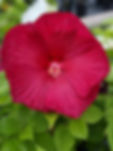 image000004.jpeg