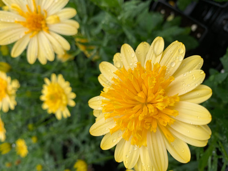 Welcome to Klettlinger Greenhouse