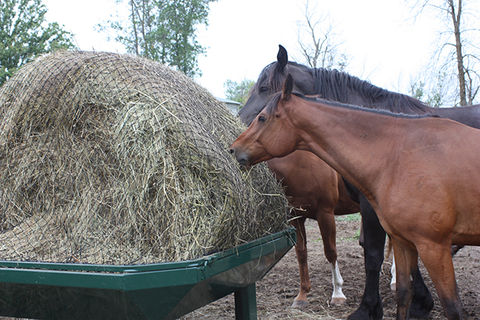 HayTrap, hay feeder, hay feeders for horses, horse hay feeders, horse round bale feeder, horse feeder, round bale feeder for horses, hay nets, hay bags for horses, hay nets for horses, square bale feeder, slow feeder hay nets