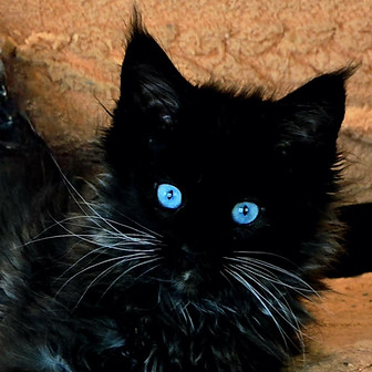 Kitten.jpeg