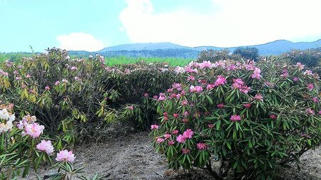 20150515114009_p.jpeg