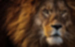 lion-3576045.jpeg