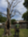 Hazardous Tree Inspection