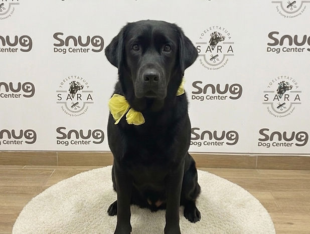 cane appena pulito e lavato con fiocco