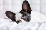 AdobeStock_56469411.jpeg