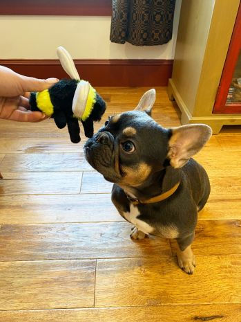 Thumbnail: Tall Tails Rope 5-inch Bee Dog Toy with a sturdy rope body, squeaker, and crinkle material for engaging play and chewing.