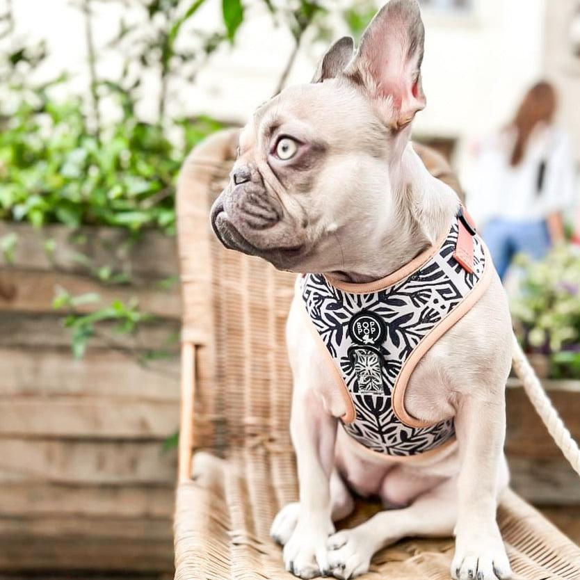 Thumbnail: Luna Dog Harness from Bop Pop Pets, featuring a soft, adjustable design in bright colors, ideal for comfortable and stylish