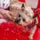 Thumbnail: Bosco & Roxy's 'Ho Ho Herd' Cookie Pack