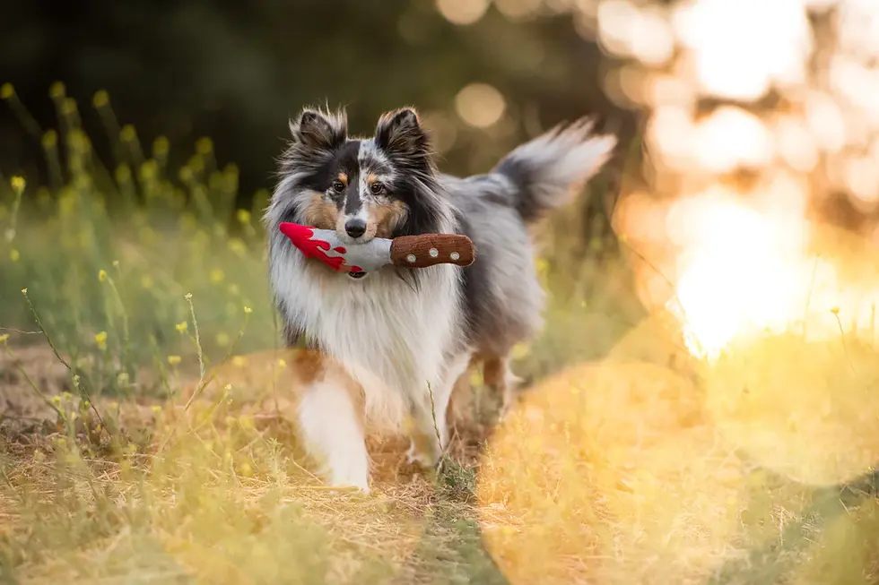 Thumbnail: Pet PLAY Howling Haunts Doggy Dagger toy – a spooky, fun Halloween-themed plush toy for dogs.