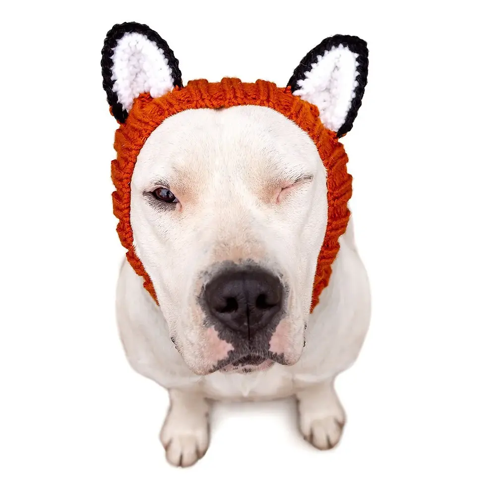 Thumbnail: Zoo Snoods for pets – handmade knit snoods to keep your pet's ears and neck warm and cozy.
