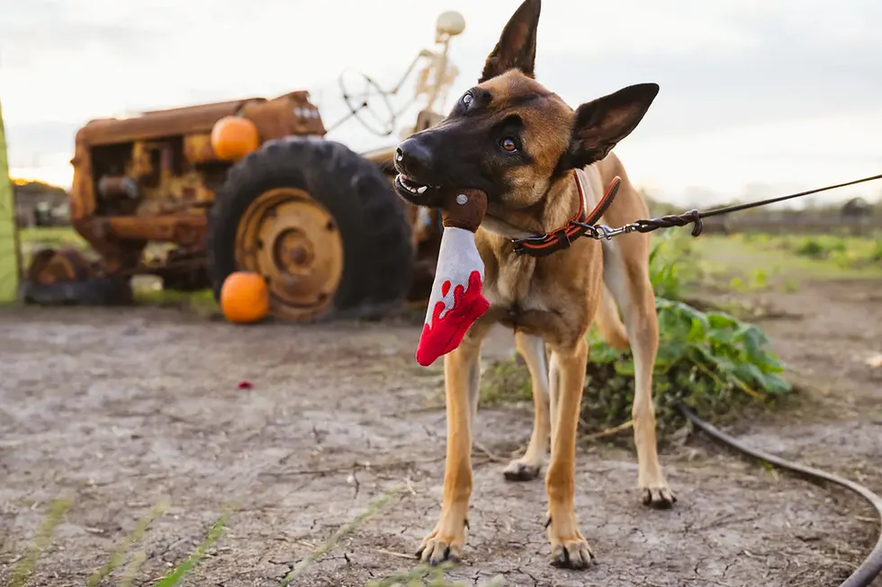 Thumbnail: Pet PLAY Howling Haunts Doggy Dagger toy – a spooky, fun Halloween-themed plush toy for dogs.