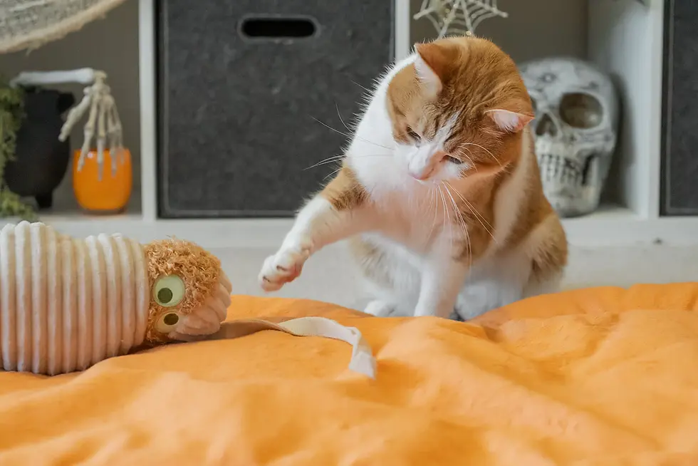 Thumbnail: P.L.A.Y. Feline Frenzy Meow-my Kicker Toy – Halloween-themed plush kicker toy for cats.