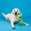 Thumbnail: Fringe 'Birthday Rex' Dog Toy