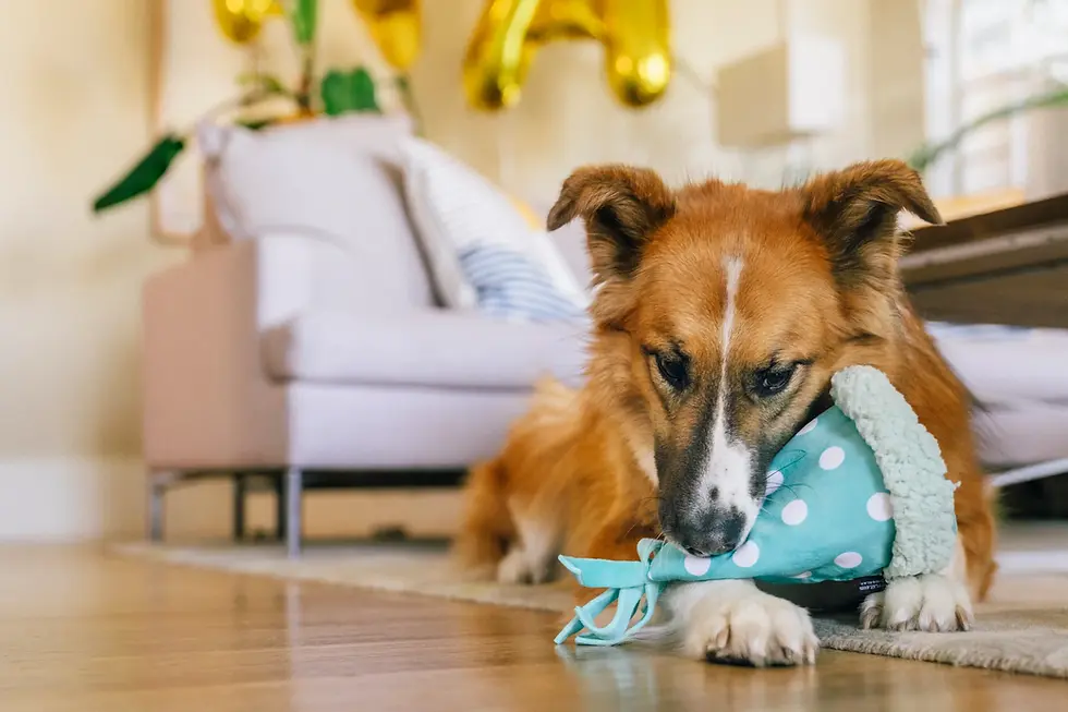 Thumbnail: P.L.A.Y Party Animal - Yappy Party Hat Dog Toy