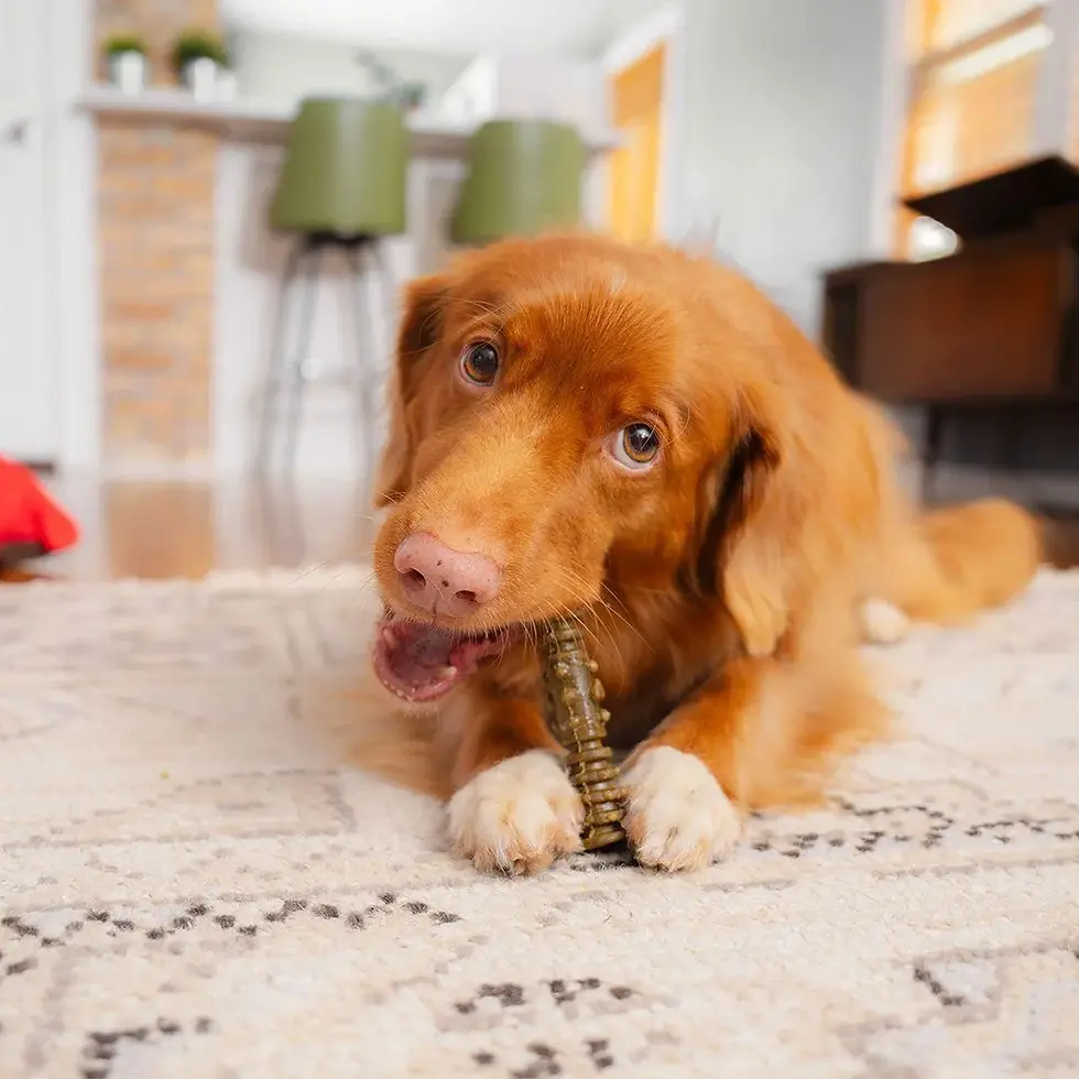 Thumbnail: Stella & Chewy's Dog Dental Delights Single Chew