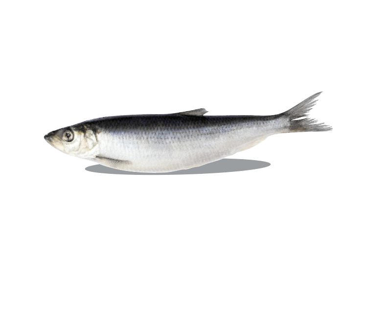 Thumbnail: Big Country Raw Herring dog treats, providing a nutritious option rich in omega fatty acids for dogs' health.