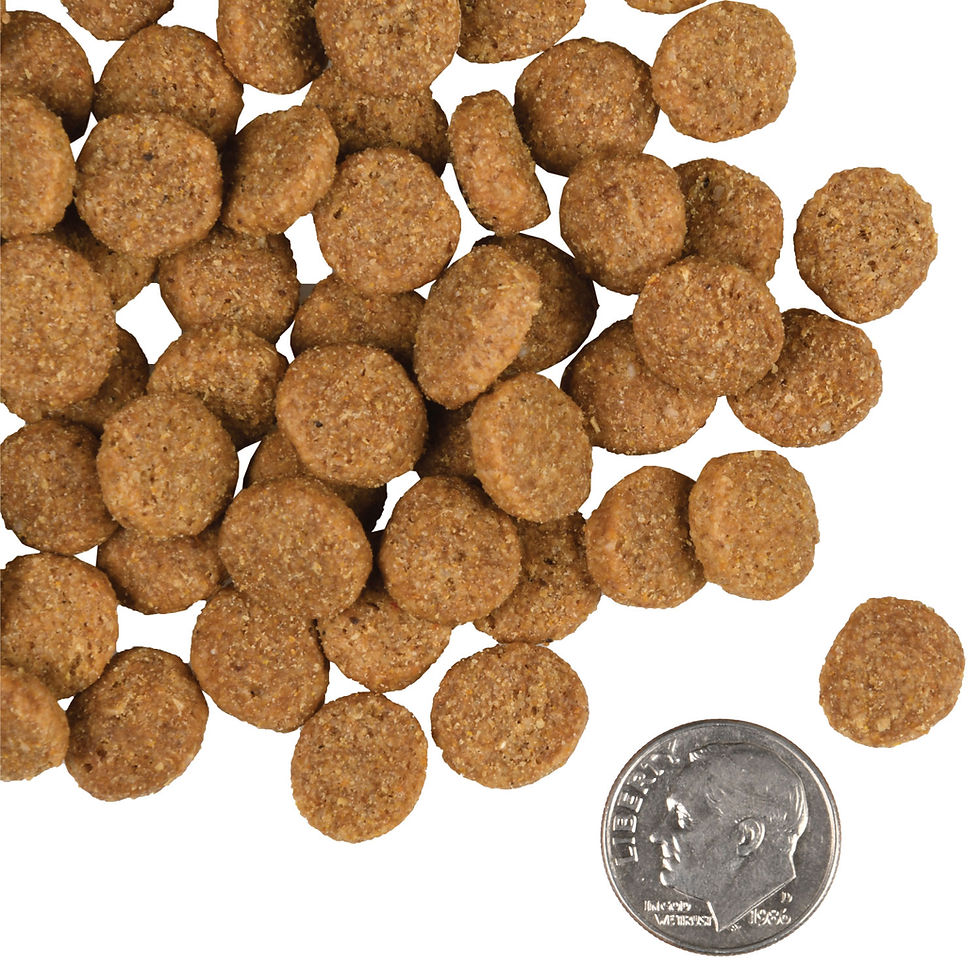 Thumbnail: Fromm Large Breed Adult Gold Food bag, a premium dog food with chicken, duck, and lamb, designed for large breeds