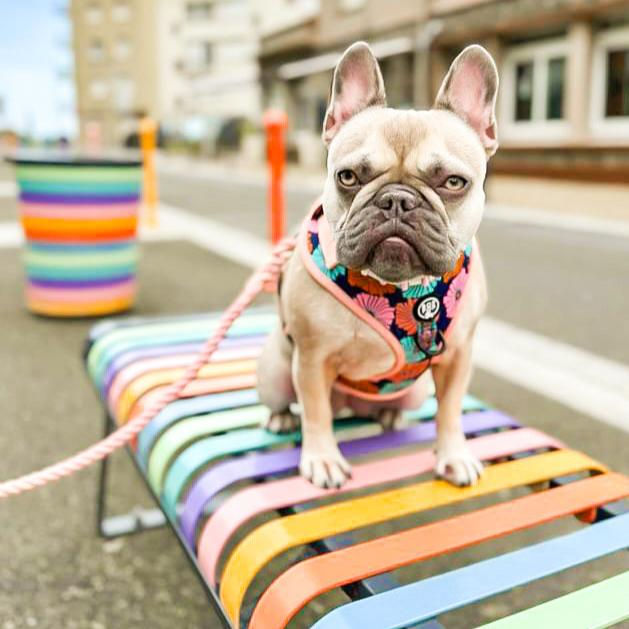 Thumbnail: Bop Pop Pets DAZY Dog Harness