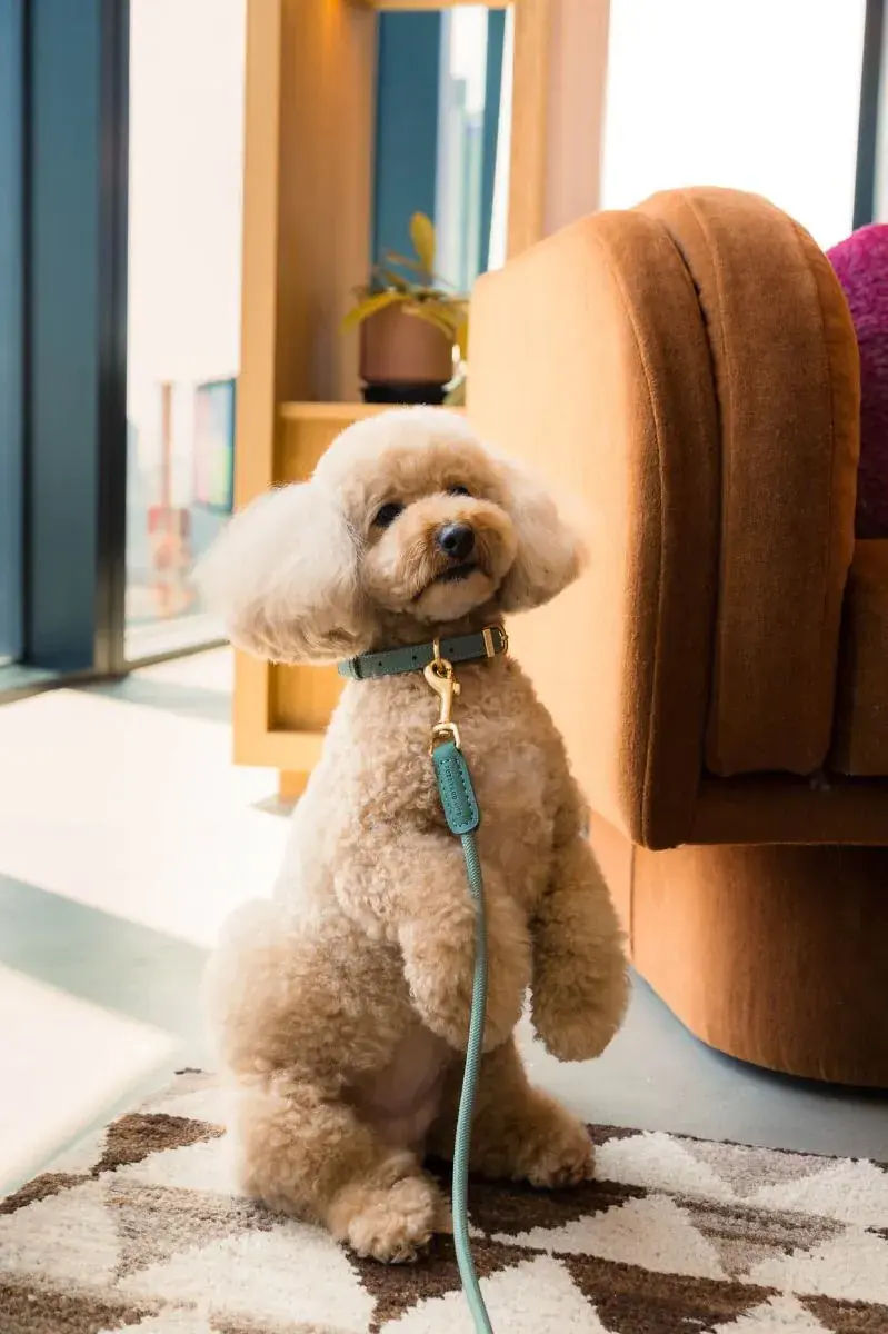 Thumbnail: FuzzYard Life Atelier Dog Collar - Myrtle Green