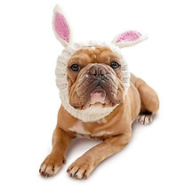 Zoo Snoods for pets – handmade knit snoods to keep your pet's ears and neck warm and cozy.
