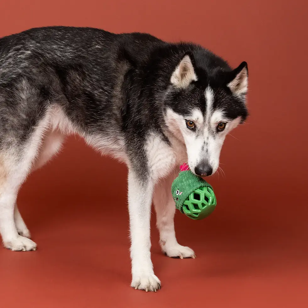 Thumbnail: Fringe 'Prickly But Sweet' Dog Toy