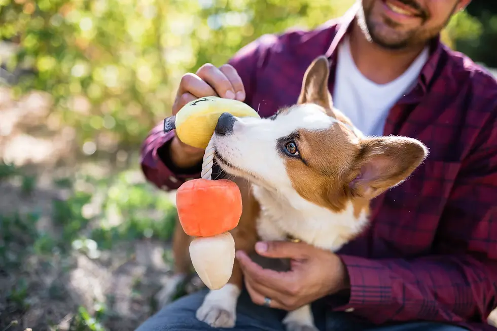 Thumbnail: Canine Corn toy from Pet PLAY – a Halloween-themed plush toy shaped like candy corn for dogs.