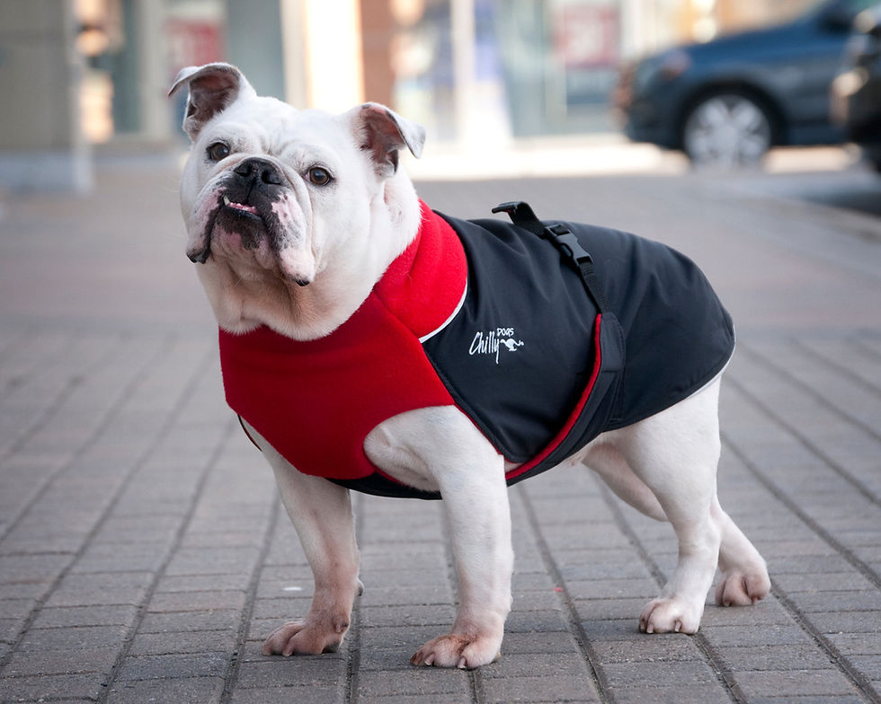 Thumbnail: Great White North Coat for dogs, insulated and water-resistant for extreme cold protection, available at CHOW Bella