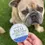 Thumbnail: Cordoba Farms Wrinkle Relief for Dogs, a gentle and effective solution for cleaning and soothing your dog's skin folds.