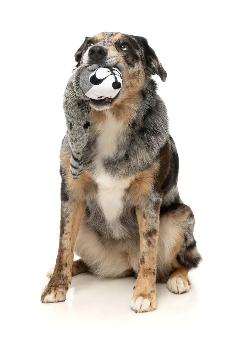 Thumbnail: Fuzzyard Run Along Raccoon - The Yeetz - Dog Toy