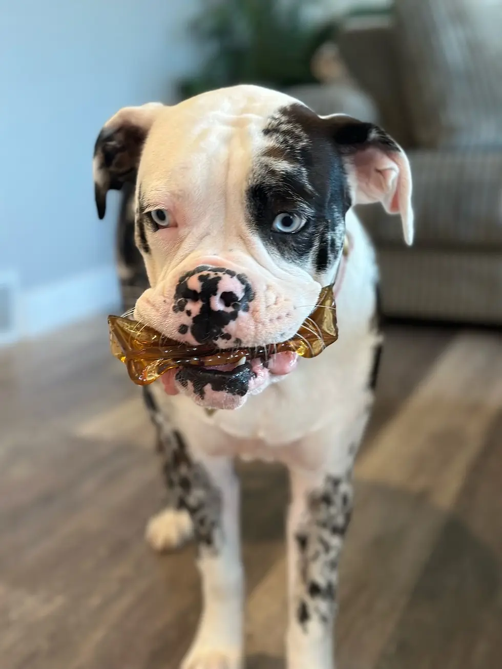 Thumbnail: Wag & Bright Mighty Marrows - Beef Liver Collagen Dental Chews
