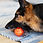 Thumbnail: A bright and durable Totally Pooched Stuff n' Brush Ball designed for interactive play, dental health, and treat-stuffing fun