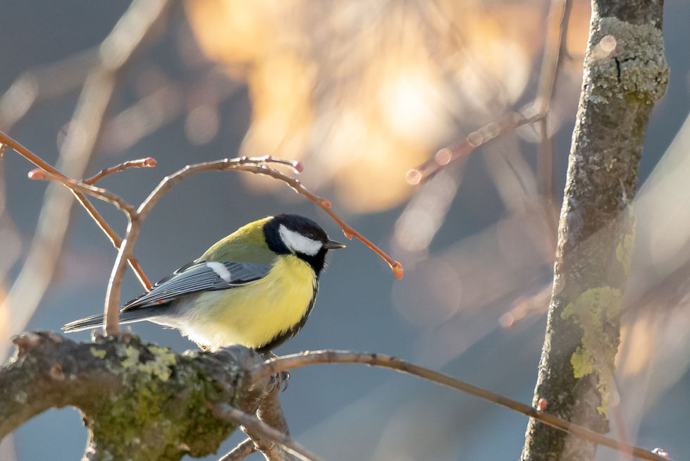 2019-01-23_Vögel-14