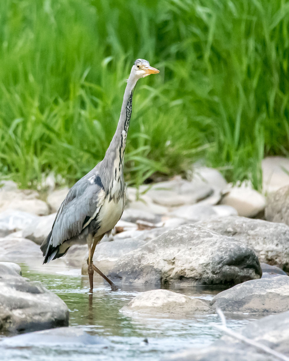 2018-05-03_AnderSihl-5