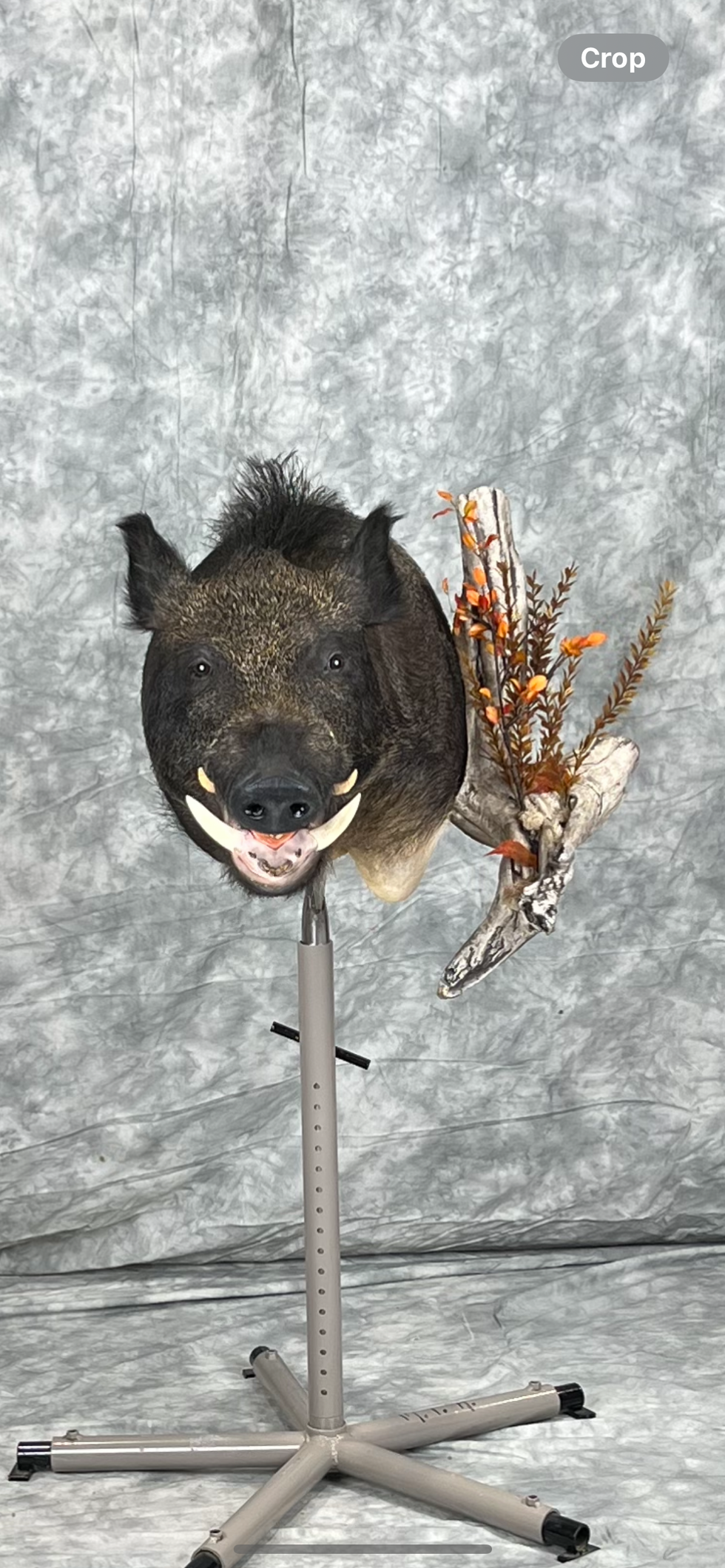 Boar shoulder mount- Carroll's Wildlife Taxidermy