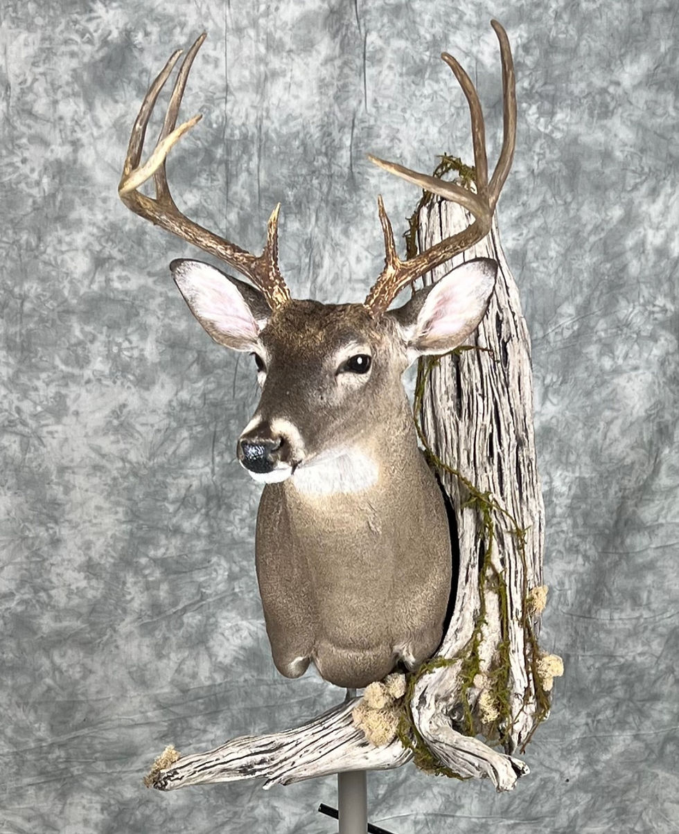 whitetail deer shoulder mount